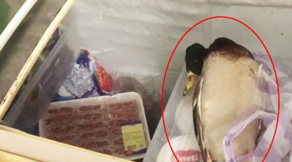 comisarii opc au gasit dezastru in bucatariile mai multor localuri de pe faleza cazinoului mamaia