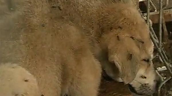 imagini de cosmar la adapostul privat pentru animale fara stapan din ovidiu