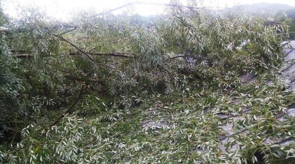 prahova copaci cazuti pe carosabil si pe o casa si tabla smulsa de vant de pe acoperisul unui bloc