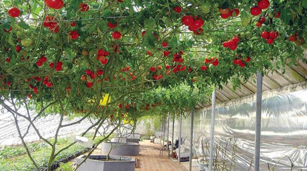 rosia pom de romania soiul gigant de tomate care se cultiva si in tara noastra