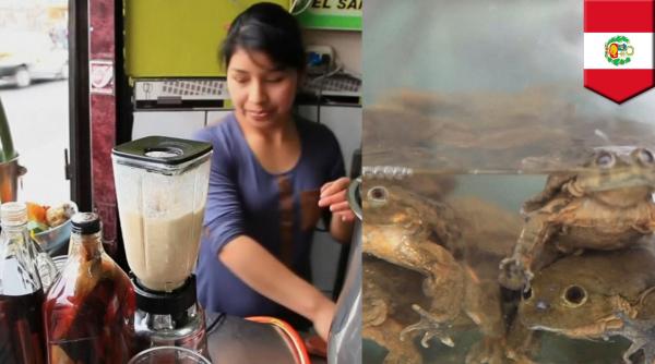 1 520 de broaste destinate prepararii unor produse afrodiziace confiscate in peru