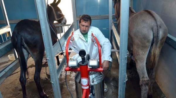 afacere cu lapte de magarita in bihor