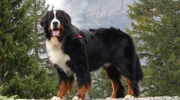 cainii ciobanesti spaima turistilor