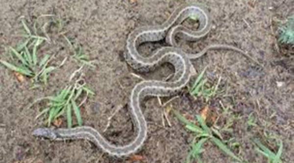 invazie de serpi si soparle la pianu de sus si strungari