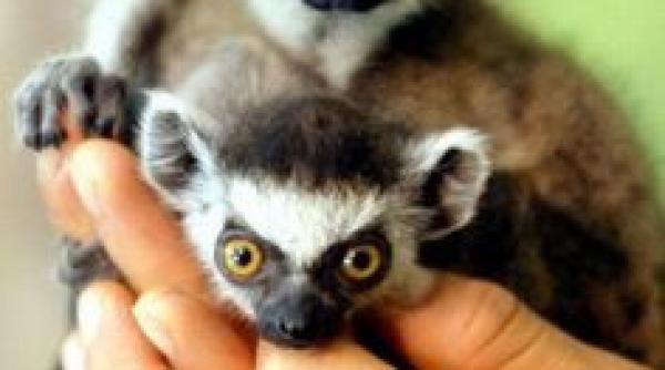 premiera in romania pui de lemurieni nascuti in captivitate