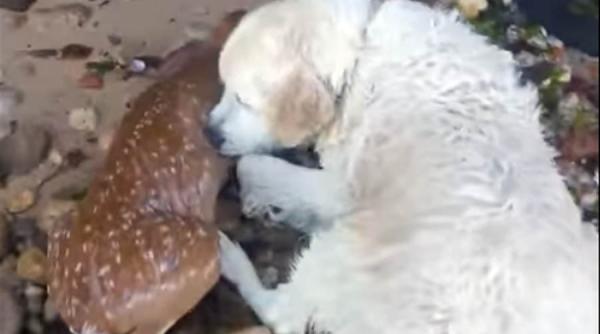 video un caine a salvat un pui de caprioara de la inec