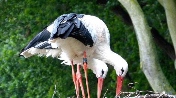 aplicatia care ajuta la protejarea berzelor