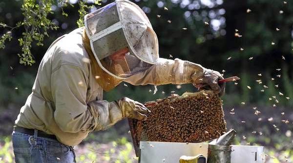 5 idei de afaceri profitabile la sat sfaturi pentru agricultori