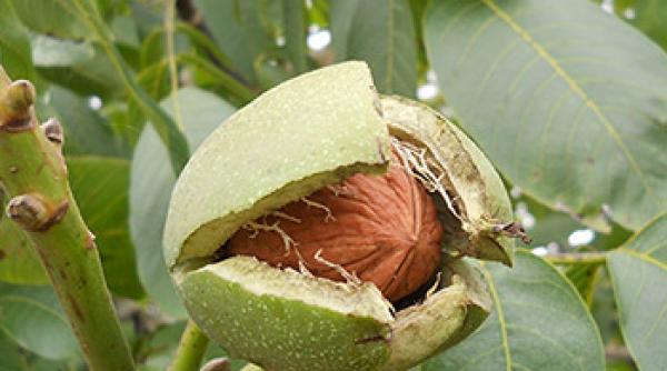 agricultura nu i o nuca tare pentru proprietarii romani de livezi de nuci afla ce trebuie sa faci ca sa iesi in profit sfaturi pentru agricultori