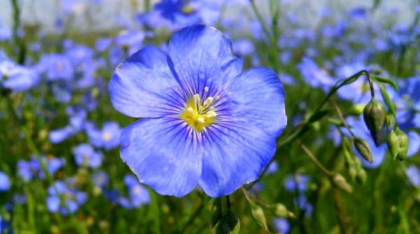 inul scade colesterolul