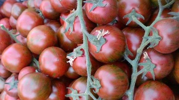 rosiile pentru diabetici aduc profituri si sanatate sfaturi pentru agricultori