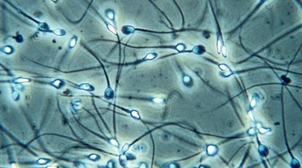 proiect inseminarea artificiala sustinuta financiar de stat si a doua oara inclusiv pentru femeile necasatorite