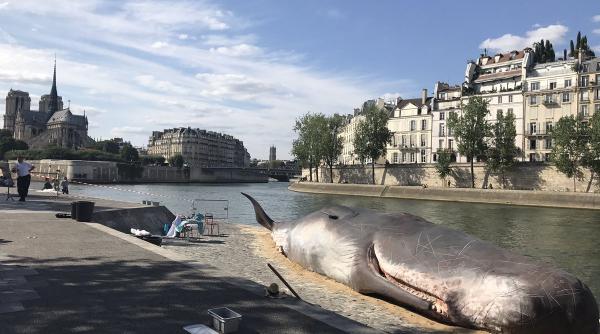 soc la paris o balena a esuat langa catedrala notre dame