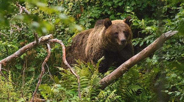 prahova atac al unui urs la o stana din comarnic