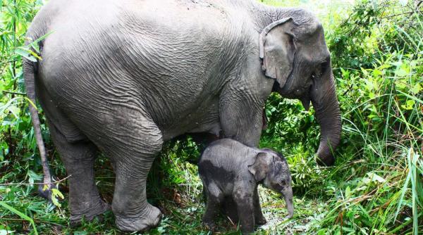 zeci de elefanti din laos vanduti ilegal la gradinile zoo din china