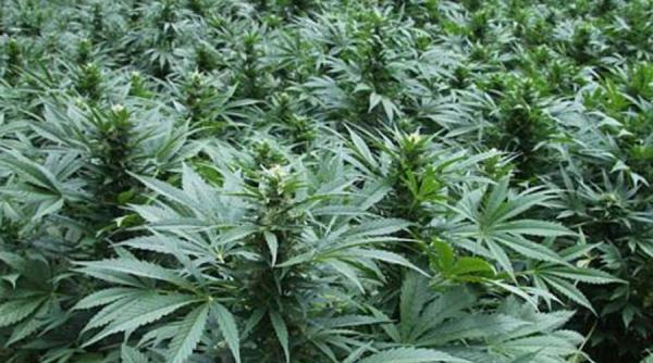 arges doi tineri care cultivau canabis in curtea casei au fost arestati preventiv