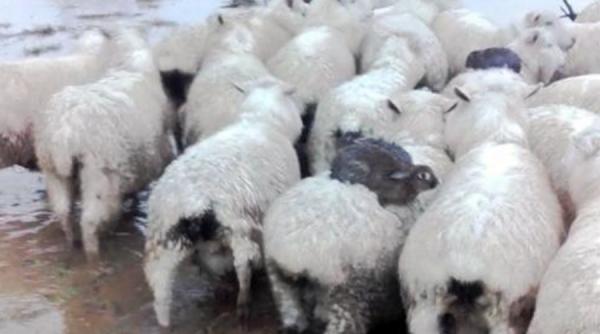 video un fermier neozeelandez a avut parte de o mare surpriza din partea unei turme de oi