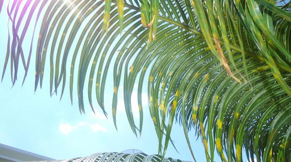 dieta braziliana slabesti rapid si sanatos