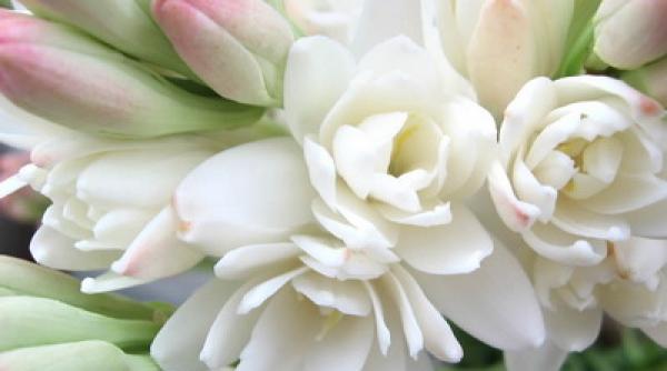 sarbatoarea tuberozelor la sighisoara