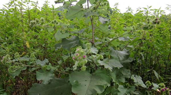 tratamente naturiste buruiana din santuri care vindeca spondiloza cervicala