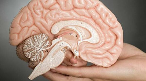 tratamente naturiste cele mai bune plante medicinale pentru a stimula functionarea creierului