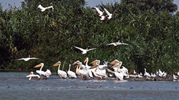 patru tabere de copii atestate in delta dunarii