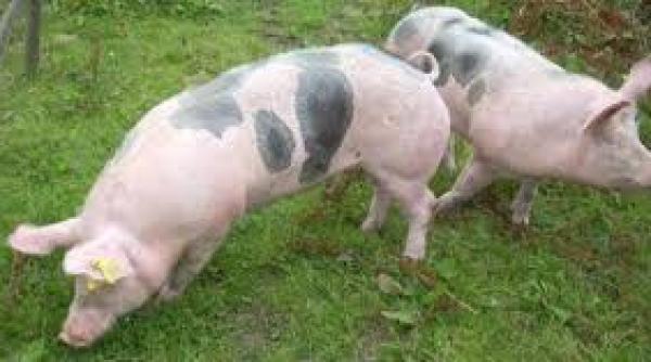 alerta ansvsa focar de pesta porcina africana in romania doua gospodarii din satu mare afectate