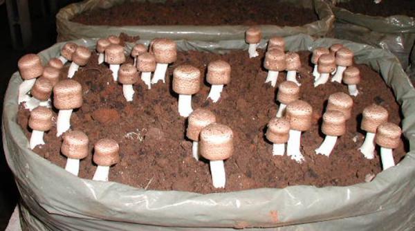 ciuperca lui dumnezeu te vindeca de cancer