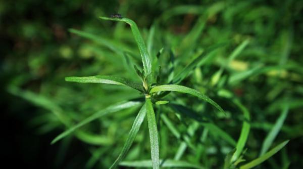 reteta zilei oua umplute cu tarhon