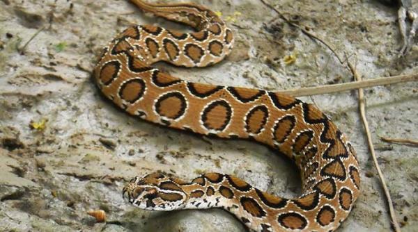 maroc un imblanzitor de serpi marocan a fost muscat de propriul sarpe