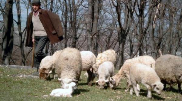 iasi un cioban a ajuns la spital cu rani grave dupa ce s a injunghiat din greseala cu un cutit