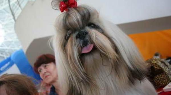 bihor concurs de frumusete canina cu peste 1500 de rase din peste 15 tari la oradea