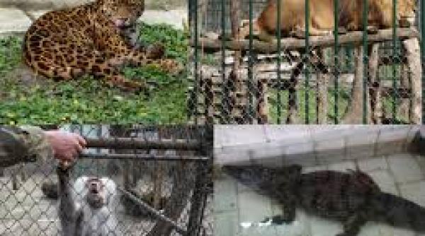 brasov demonstratii cu pasari rapitoare si jocuri interactive de ziua internationala a gradinilor zoologice si parcurilor