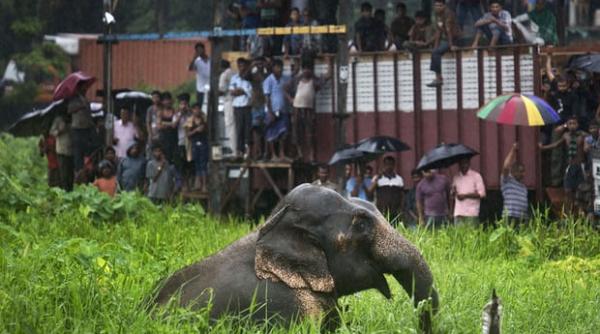 india un elefant care a omorat 15 persoane cautat de echipe de rangeri care au primit permisiunea sa l ucida