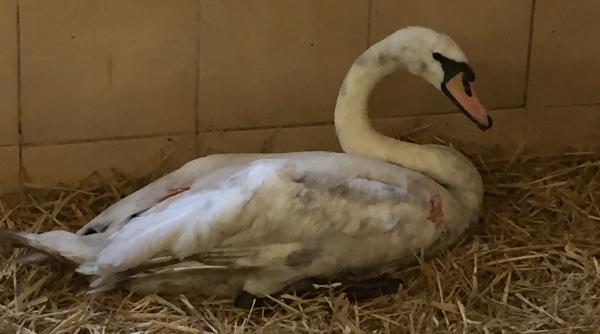 marea britanie traficul feroviar intarziat cu 30 de minute dupa aparitia unei lebede pe calea ferata