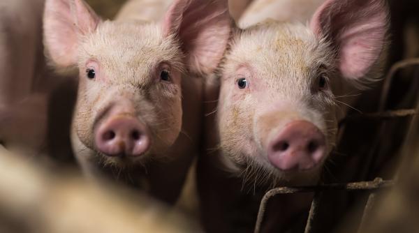 porcarie anchetata de parchetul general