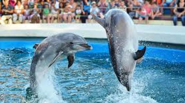 delfinariul singurul refugiu in calea ploii pentru turisii de pe litoral delfinariul singurul refugiu in calea ploii pentru turisii de pe litoral