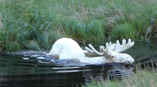 video suedia un videoclip cu un elan alb a devenit viral pe internet