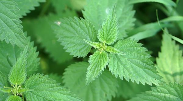 10 plante medicinale extraordinare pe care le poti gasi in propria curte