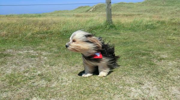 cod galben de vant puternic in sapte judete din muntenia si moldova pana la ora 15 00