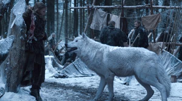 numarul cainilor husky abandonati a urcat vertiginos in sua dupa lansarea serialului game of thrones