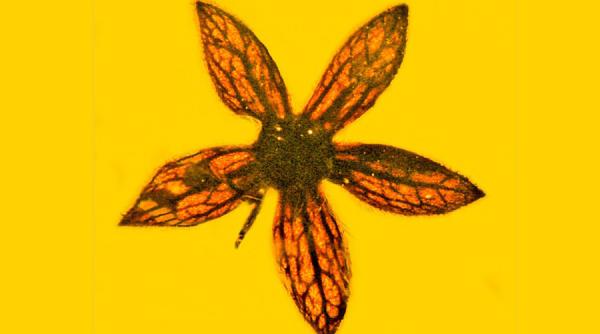 flori contemporane cu dinozaurii descoperite conservate perfect intr un chihlimbar