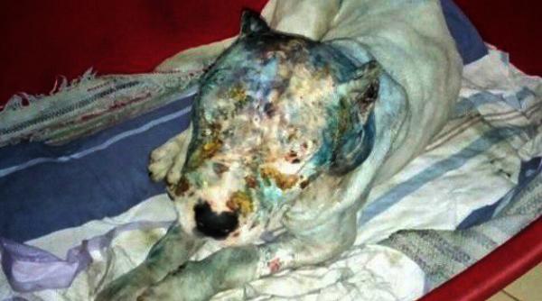 video lupte ilegale de caini la cobadin un caine sfasiat a fost gasit pe o strada din oras