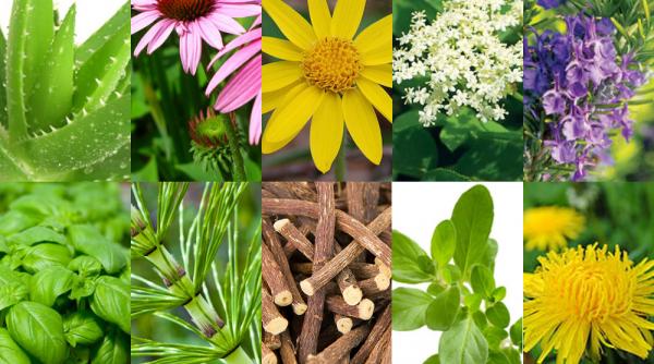 care sunt plantele care ne ajuta sa ne intarim sistemul imunitar