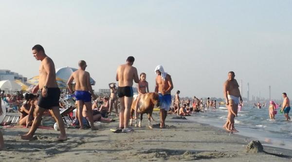 ponei chinuiti la mamaia politia locala a reusit confiscarea unui calut