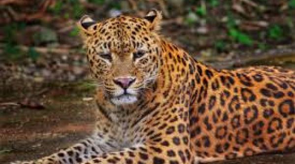 china a fost deschis un parc national dedicat protejarii tigrilor si leoparzilor