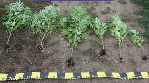 poltistii din covasna au arestat doi tineri care cultivau canabis