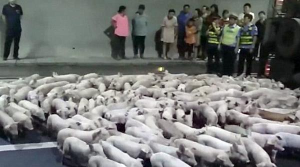 video amuzant autostrada atacata de sute de purcei