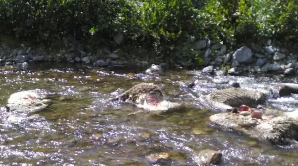 risc major de infectie la hunedoara cadavre in descompunere gasite in apa raului jiet