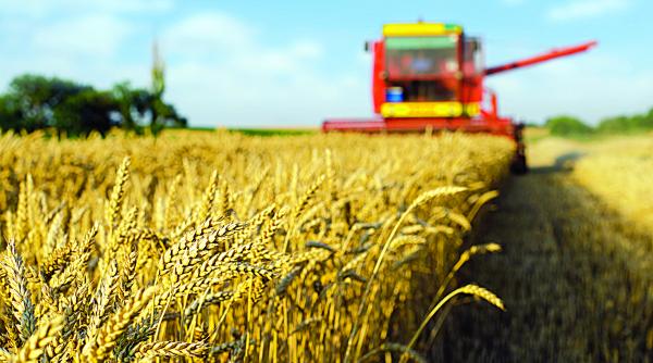 tovarasii raporteaza recolte record la hectar